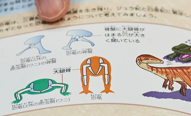 恐竜がワニなどの爬虫類と異なるポイントは骨盤。恐竜の骨盤には大腿骨がはまるための穴が開いており、爬虫類よりも効率的に動くことが可能だった