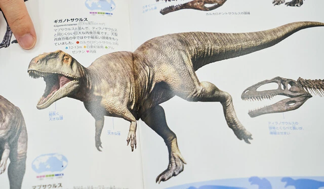 ティラノサウルスよりも頭が大きいとされるギガノトサウルスだが、頭蓋骨の横幅は細く、噛む力はティラノサウルスのほうが強かったと考えられている