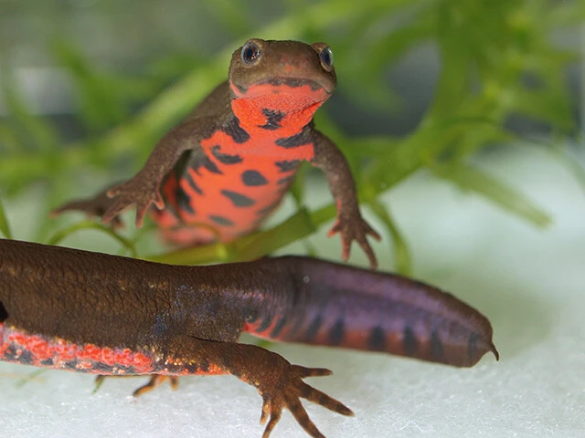 日本でイモリと呼ばれるのは、写真の「アカハライモリ」を指すことが多い。有尾両生類で、「アカハラ」といわれるように腹部が赤い。手足、顎や尻尾、さらには心臓や脳の一部が失われても再生する。イモリだけが持つ特別な再生能力のメカニズムは、長らく解明されてこなかった