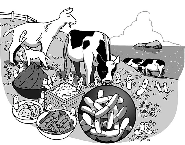 「乳酸菌」という名前の細菌はいない。糖類を分解して多量の乳酸をつくる細菌の総称。自然界のあらゆるところに生息している