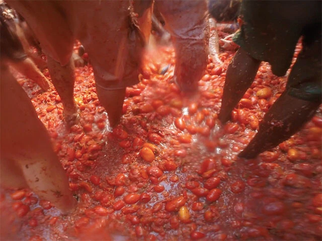 あっという間にトマトの海！