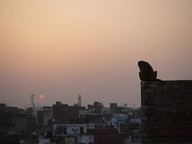 バラナシの街に沈む夕日を眺める猿