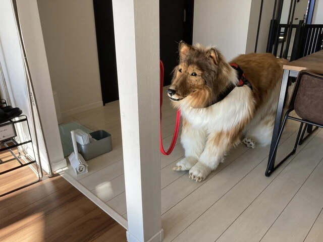 ハーネスを付け、お散歩を待っているところかな?