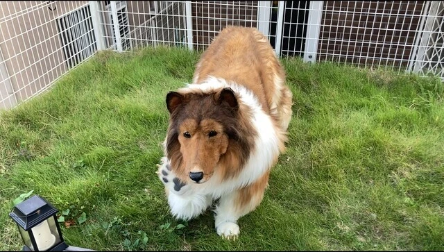 前足を上げて挨拶をしてくれるトコさん。肉球までリアル!