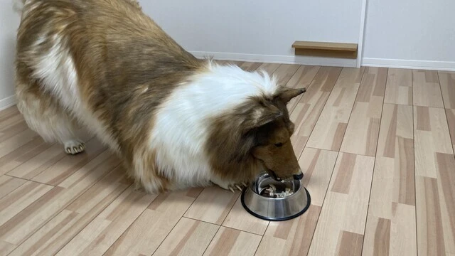 ドッグフードを食べようとするトコさん。ワンちゃんが普段どうやって食事をしているのか、身をもって知ることができるのでは