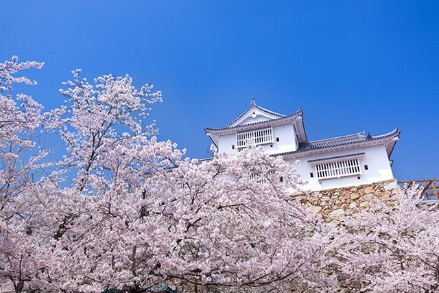 桜の名所　津山城