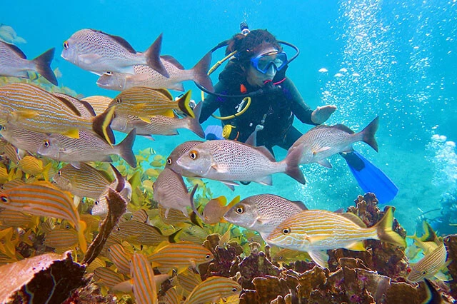 珊瑚の集まるところには魚もいっぱい!