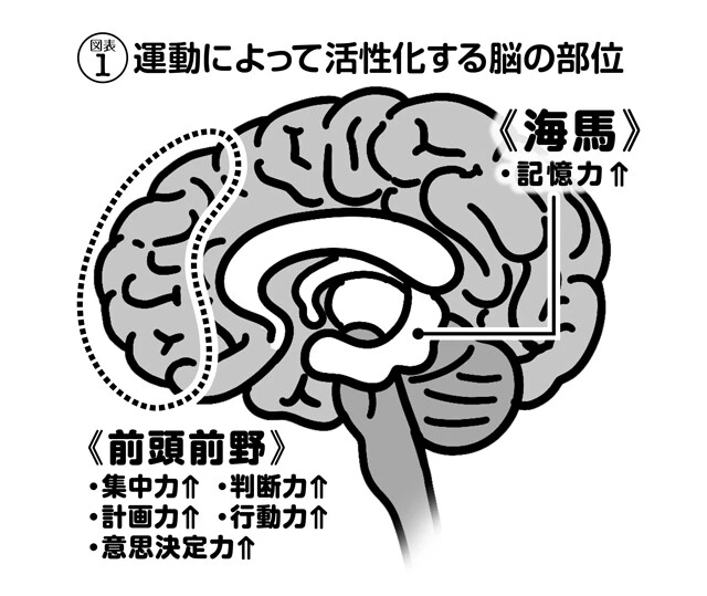 運動によって、「脳の司令塔」である前頭前野と、記憶をつかさどる海馬が活性化することがわかっている