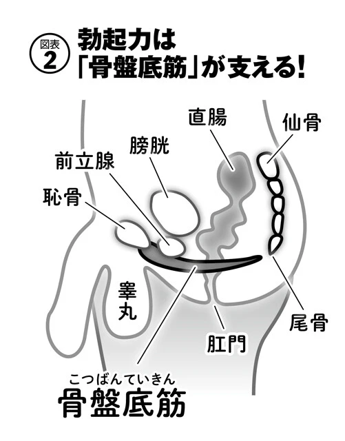 「骨盤底筋」は骨盤の底に位置し、骨盤内にある臓器を支えている筋肉の総称。男性器が埋まっている根元部分は骨盤底筋とくっついていて、この筋肉が衰えると勃起力も低下してしまう