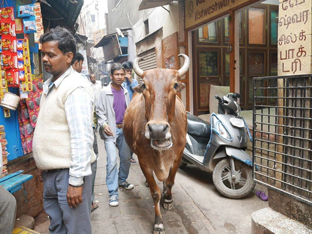 ヒンドゥー教で神聖な存在とされる牛が路地道を我が物顔で歩く
