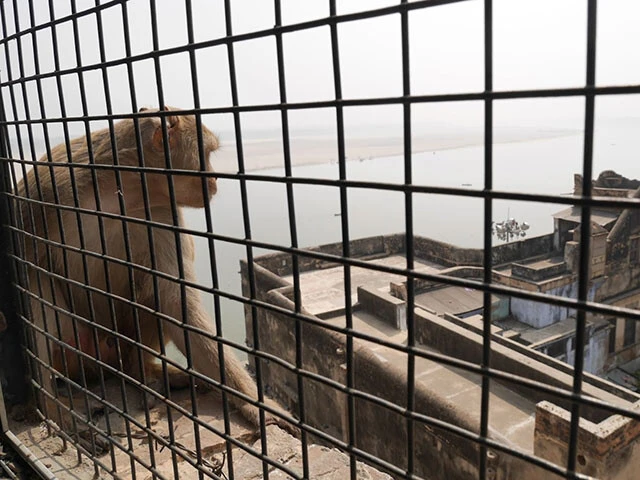 ガンジス川を眺める猿