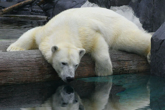 ホッキョクグマは北極圏周辺に分布し、大きいと体長は2.5mを超える。陸生の肉食動物では最大種。主食はアザラシで、1週間に1頭ほどのペースで狩る