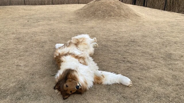芝生でじゃれるトコさん。人が入っているようには到底思えない!