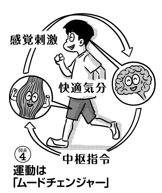 脳からの指令で筋肉が動き、筋肉からの刺激を脳が受け取る。脳と筋肉が互いに活性化し合うことで、気分が快適になる(作成:征矢英昭)