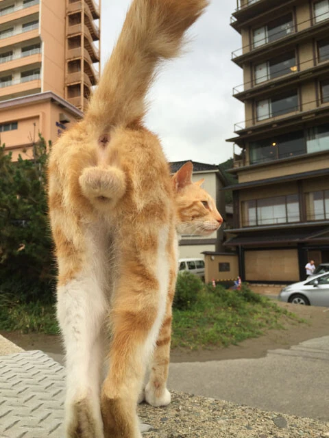 多くの哺乳類の精巣は体外にある。ただクジラやアシカなど水棲動物の多くは体内に収納されていることも