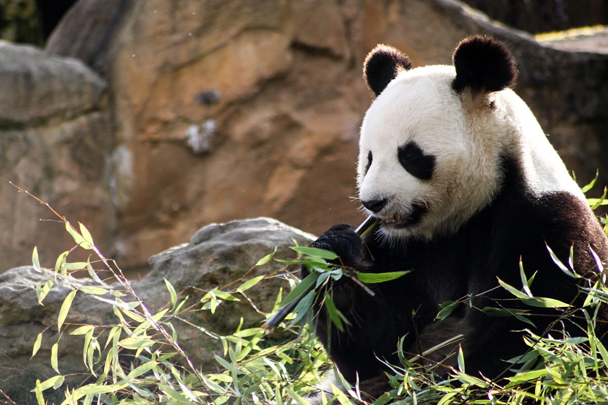 動物園の人気者、パンダ。繁殖が難しいことで知られるが、日本では複数の成功例がある