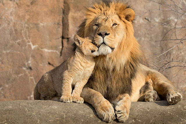 ライオンはネコ科のうち、トラに次いで2番目に大きい動物。食べ物を砕くための後臼歯は退化しており、大きな牙ととがった奥歯が発達している