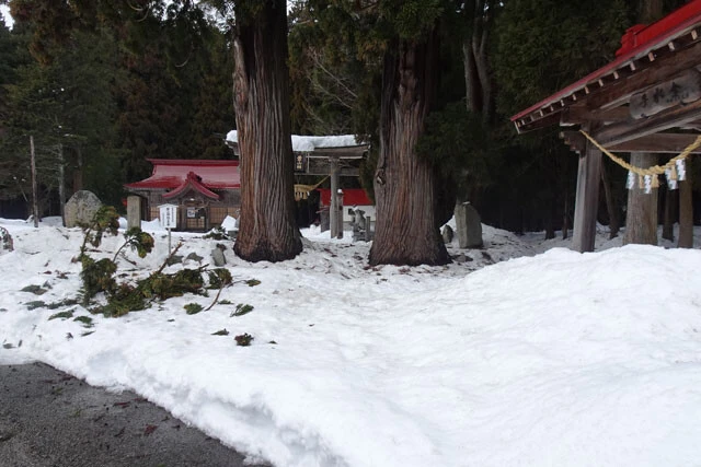 大きな2本の杉の木は樹齢400年～500年らしい