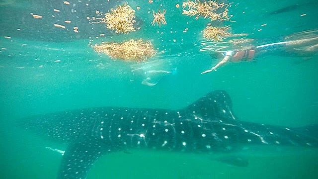 ドット柄が草間彌生なジンベイザメちゃん