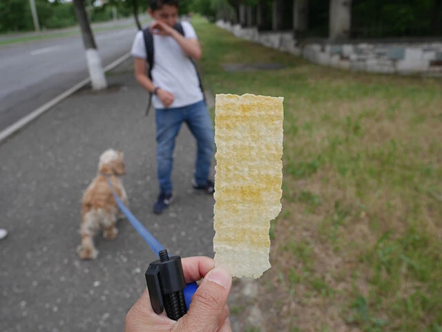 平たいポテトチップスをお駄賃に犬の散歩を任された私(平たいポテチは旧ソ諸国で定番のお菓子らしい)