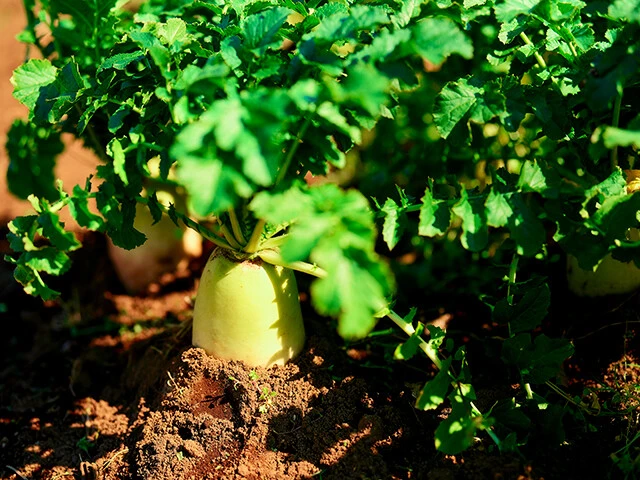 旬の野菜は栄養満点。体作りにぜひ摂取したい