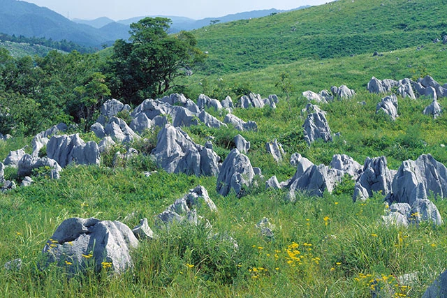 カルスト台地が広がる秋吉台。石灰岩が雨水などで浸食され地下には鍾乳洞ができ、地上ではプレート運動によって石灰岩が隆起。ダイナミックな自然が楽しめる