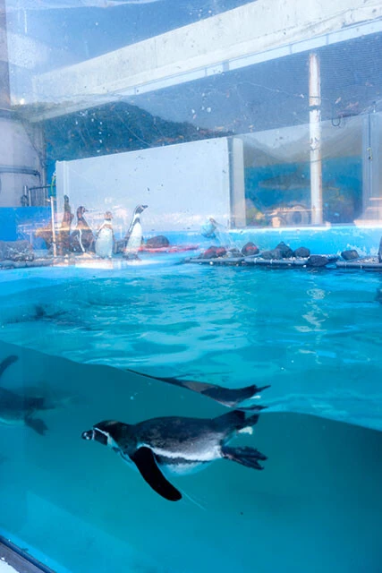 あわしまマリンパーク