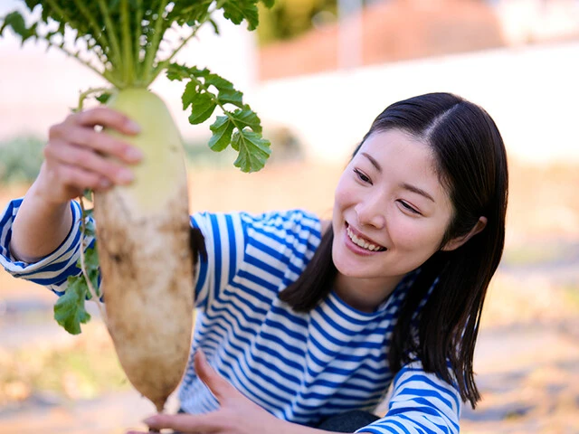 大根の収穫は意外と力がいらない