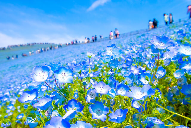 ひたちなか市  （茨城県）ネモフィラが咲き誇る 「国営ひたち海浜公園」