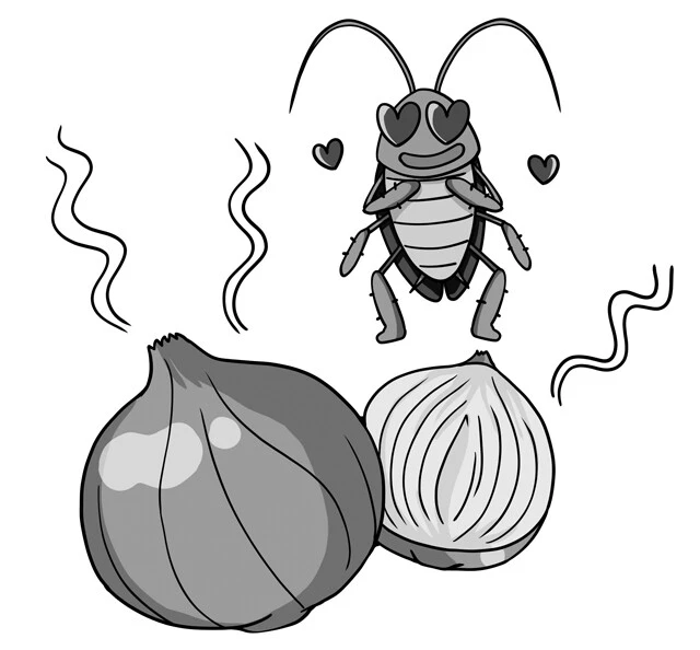 ゴキブリの大好物といわれるタマネギ。嗅覚が非常に発達しているゴキブリは、タマネギのにおいに誘引されるそうです(怖)