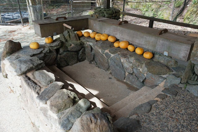 冬季にはカピバラの露天風呂を実施。至近距離でカピバラの入浴姿を堪能できるのはパークならでは※取材時は実施期間外