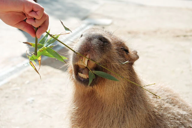 カピバラを可愛く撮影するコツは「歯が見えるように下から」だそう