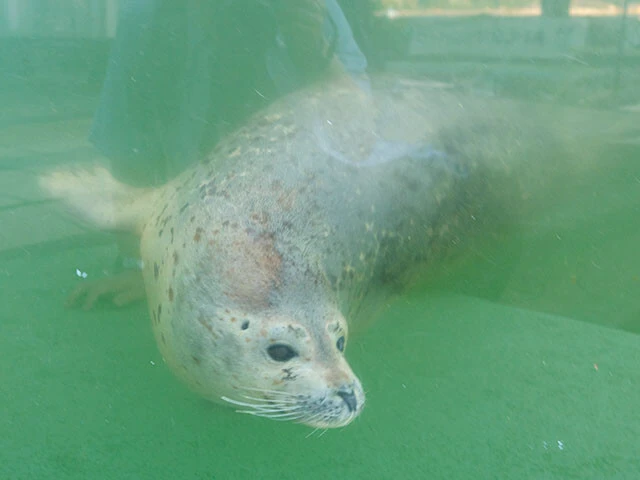 あわしまマリンパーク