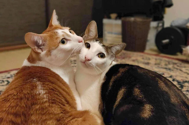 高木さんの飼っているみかげ（左）とくらま（右）