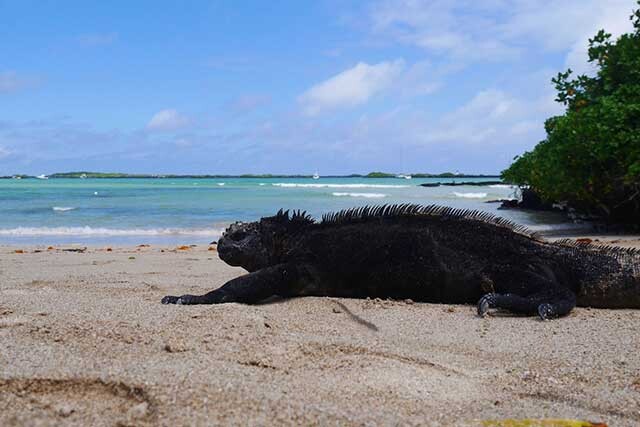 イグアナだらけのガラパゴス諸島