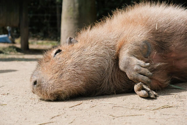 カピバラ展示場ではカピバラのリラックスし過ぎた姿を楽しむことができる