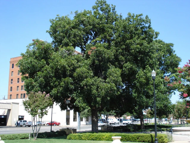 スギ、ヒノキ以外にも芝、綿毛、ナッツ......苦しんでいるのは日本だけじゃなかった！　世界と日本の「花粉症」最前線!!【アメリカ編】