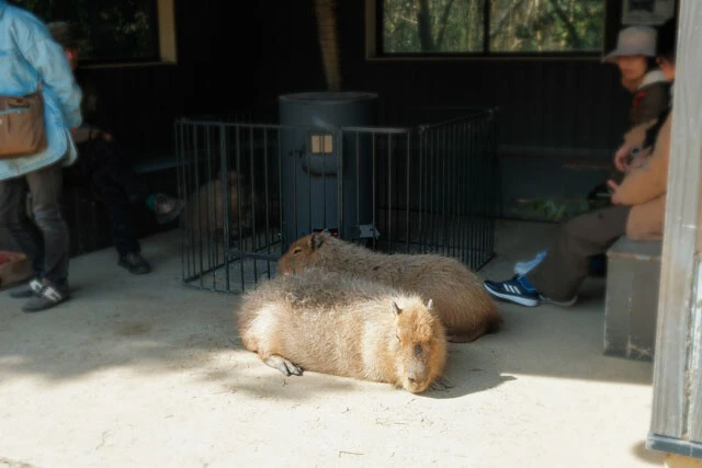 主に冬季に稼働する「カピバラストーブ」。カピバラも人間も一緒に暖を取る