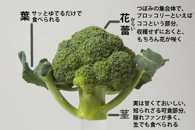 "国民的野菜"になるブロッコリーの知られざるすごさ。栄養豊富で消費量も3割アップ！