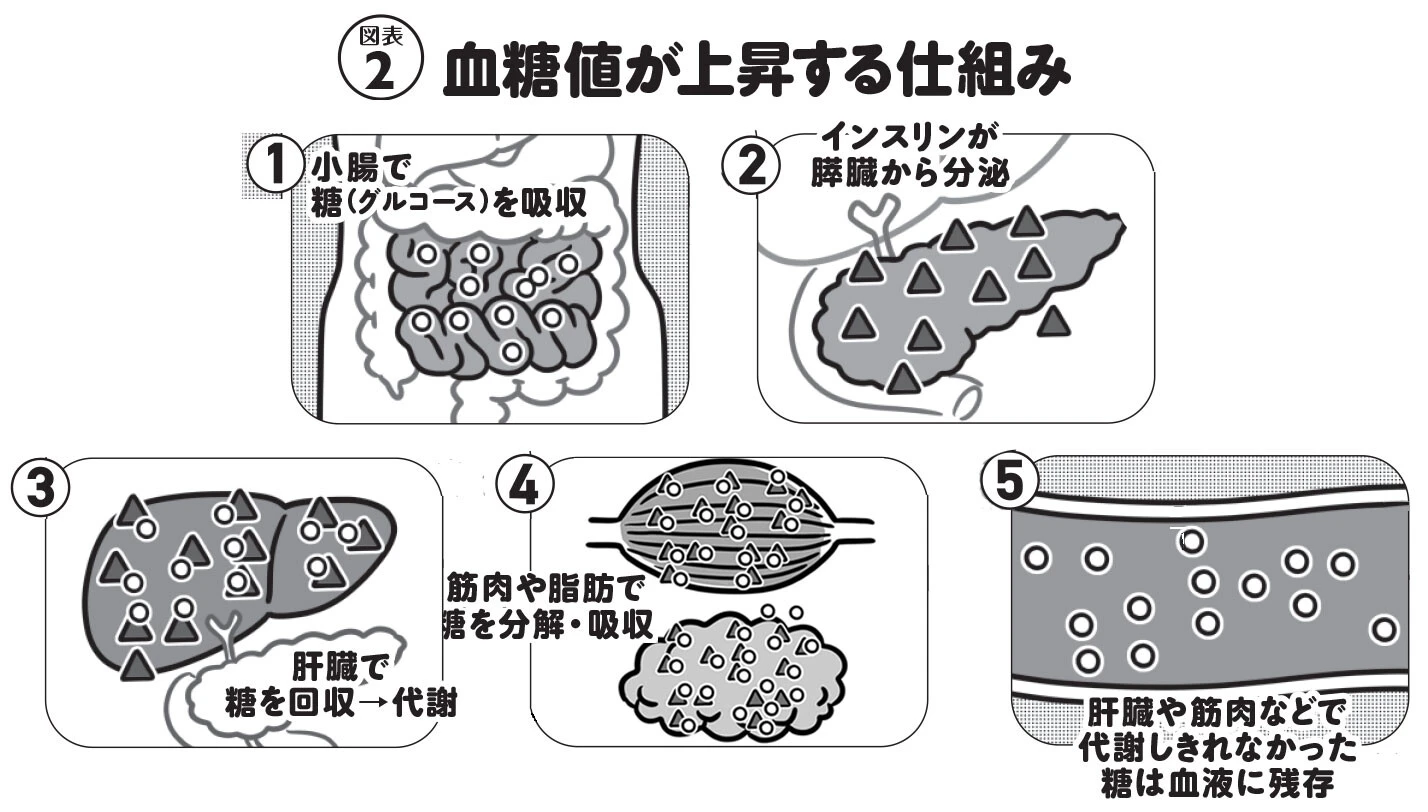 体内の糖は肝臓や筋肉にためられ、エネルギーとして使用される。そのため、加齢によって肝臓の機能が衰えたり、筋肉量が低下すると、貯蔵や利用される糖の分量が減り、血糖値が上がりやすくなる