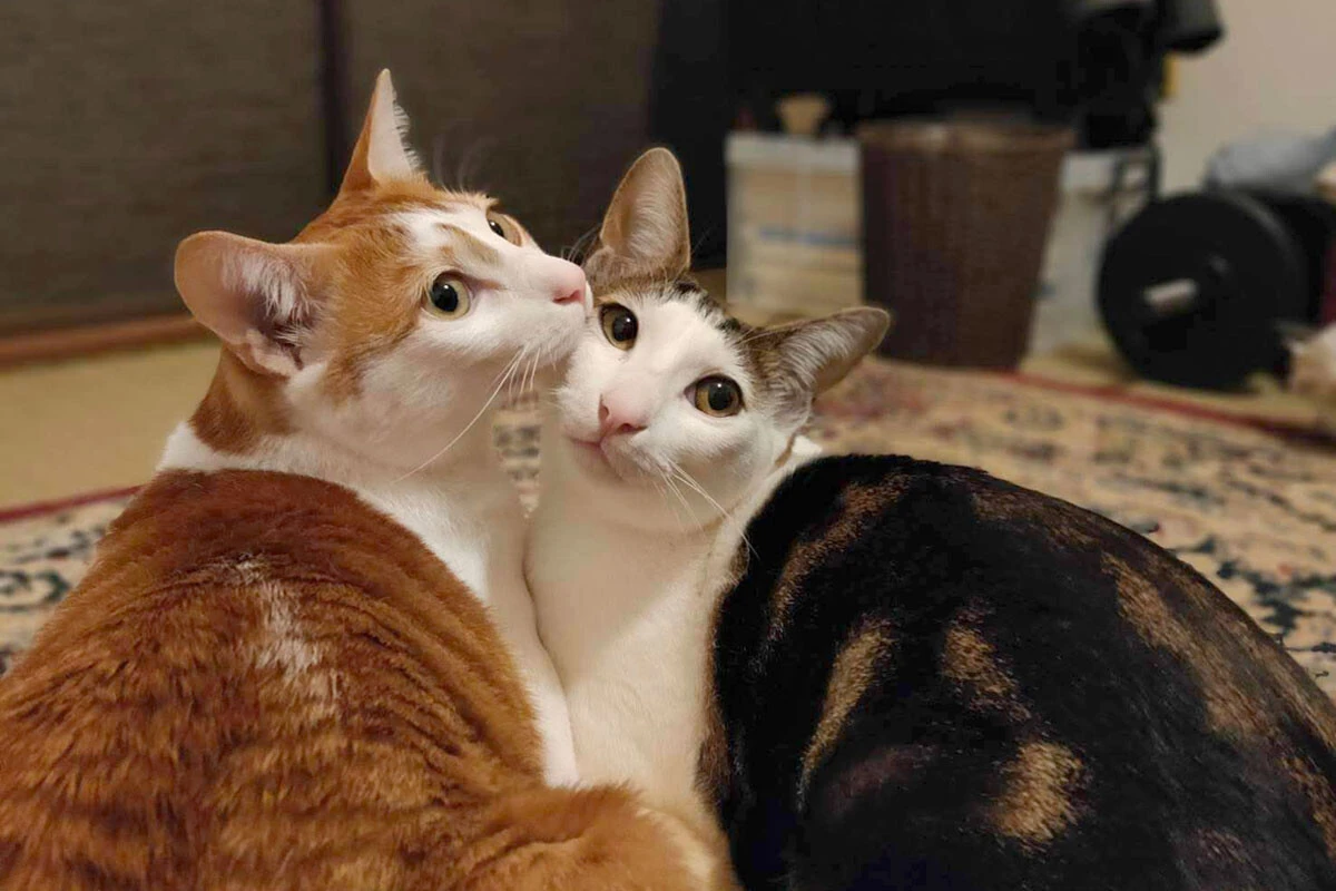 高木さんの飼っているみかげ(左)とくらま(右)