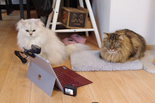 実験に付き合っていただいたヌコ様。もともと動物の認知研究学はこの数十年で始まったばかり。ネコに関しては縄張り意識が高く、研究室で実験ができないため、実験自体が難しいとされてきた