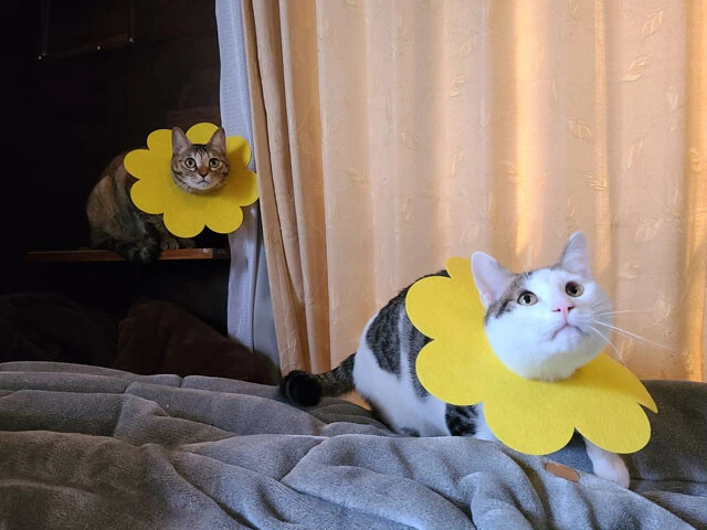 筆者に呼ばれて振り向いている飼いネコのにこ(左)とおもち(右)