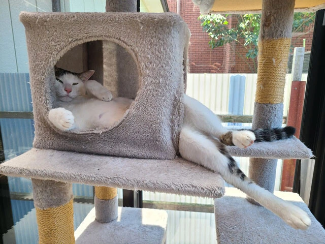 ふてぶてしい恰好でもかわいいおもち