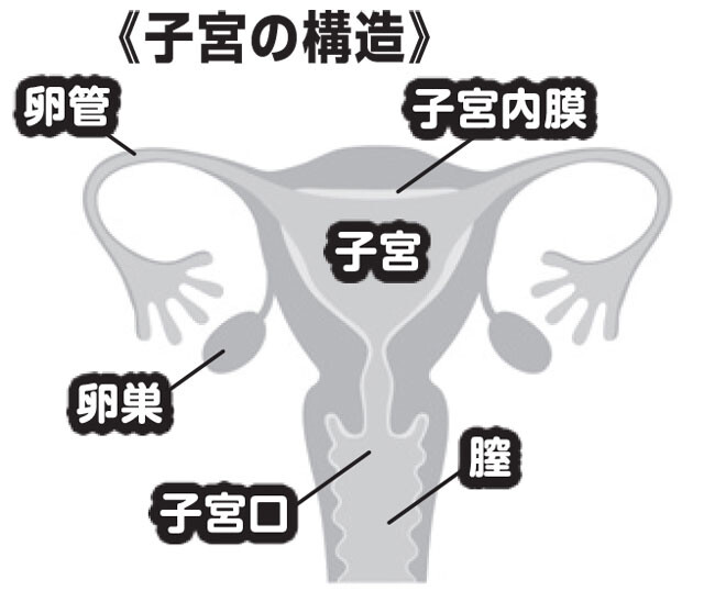 数㎜だった子宮内膜は妊娠の準備のために1㎝ほどに厚くなる。卵巣から出た卵子は精子と出会うために卵管に入る。しかし、妊娠が確認されなかった場合は子宮内膜が剥がれて膣から血液と共に排出され、新しい層の子宮内膜が厚くなる。これが生理のメカニズム