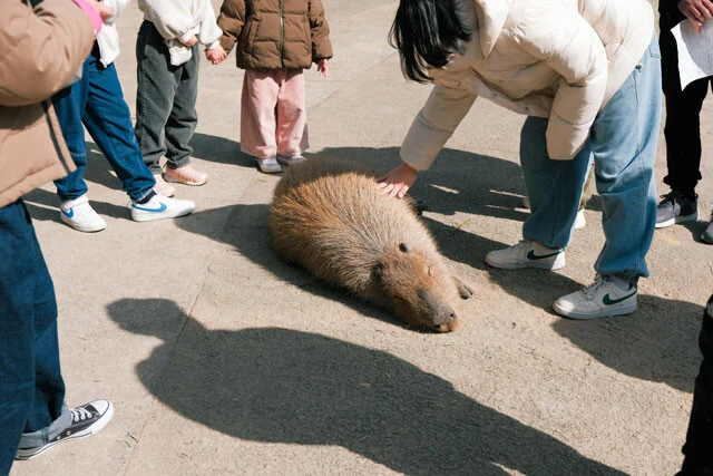 カピバラの棲み処に人がお邪魔するイメージ。エサやりも触れ合いも自由に楽しめる
