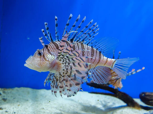 あわしまマリンパーク