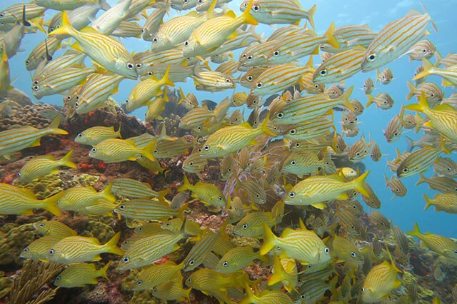 トロピカルなお魚もわんさか