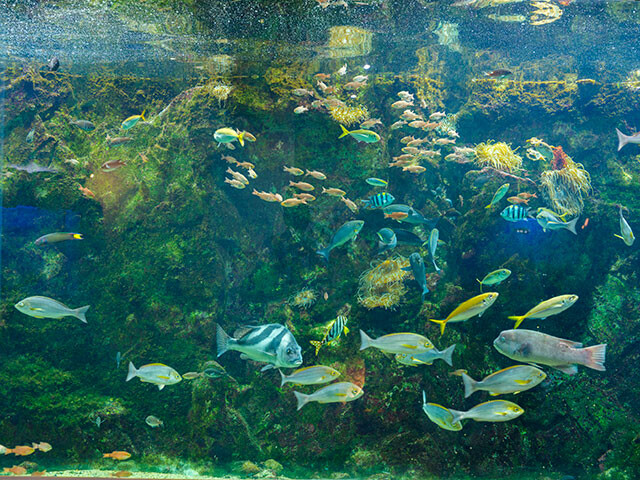 館内には魚以外にもエビやナマコ、アシカ、アザラシ、ウミガメ、ペンギンなどさまざまな海生生物が展示されている。少し離れた所には世界中のカエルが展示された施設も