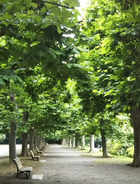 スギ、世界と日本の「花粉症」最前線!!【中国編】　ヒノキ以外にも芝、綿毛、ナッツ......苦しんでいるのは日本だけじゃなかった！　